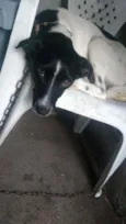 Pitucha