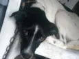 Pitucha