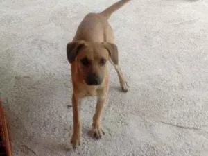 Cachorro raça SRD  idade 7 a 11 meses nome Tody 