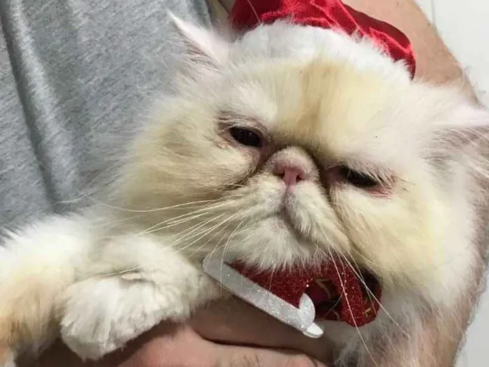 Gato ra a persa idade 2 anos nome Lenon