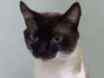 Gato