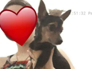 Cachorro raça Pinsher  idade 5 anos nome Pitty