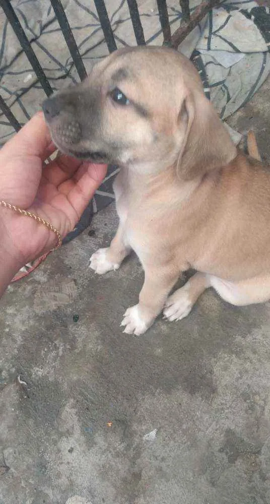 Cachorro ra a SRD idade Abaixo de 2 meses nome Mel