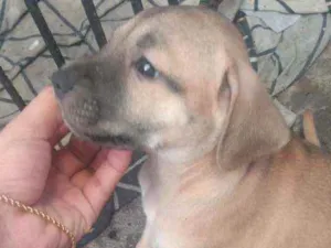 Cachorro raça SRD idade Abaixo de 2 meses nome Mel