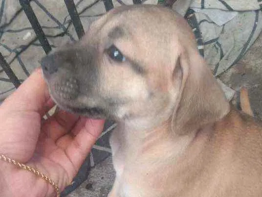 Cachorro ra a SRD idade Abaixo de 2 meses nome Mel