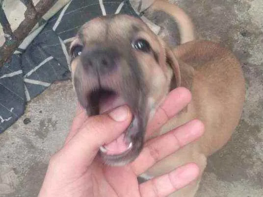 Cachorro ra a SRD idade Abaixo de 2 meses nome Mel