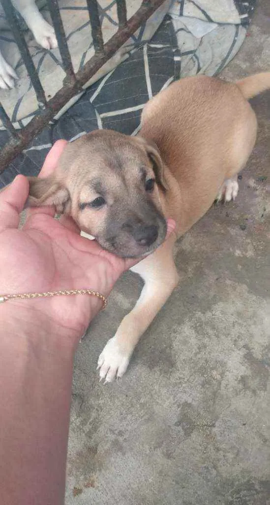 Cachorro ra a SRD idade Abaixo de 2 meses nome Mel
