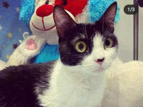 Gato ra a SRD idade 1 ano nome MEL 