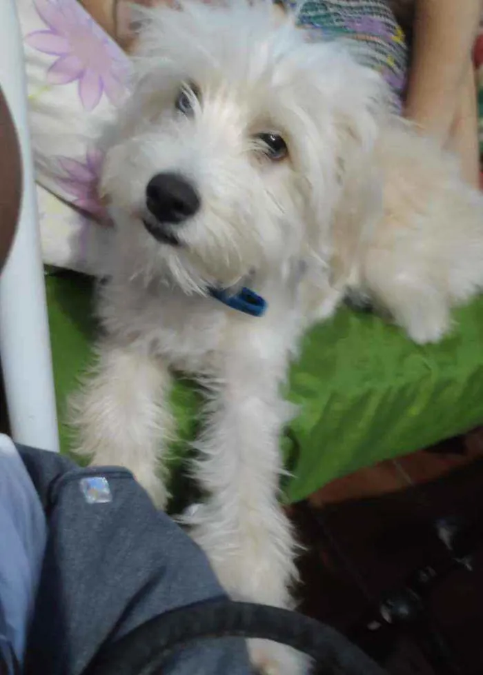 Cachorro ra a SRD idade 2 a 6 meses nome Thor