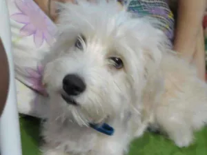 Cachorro raça SRD idade 2 a 6 meses nome Thor