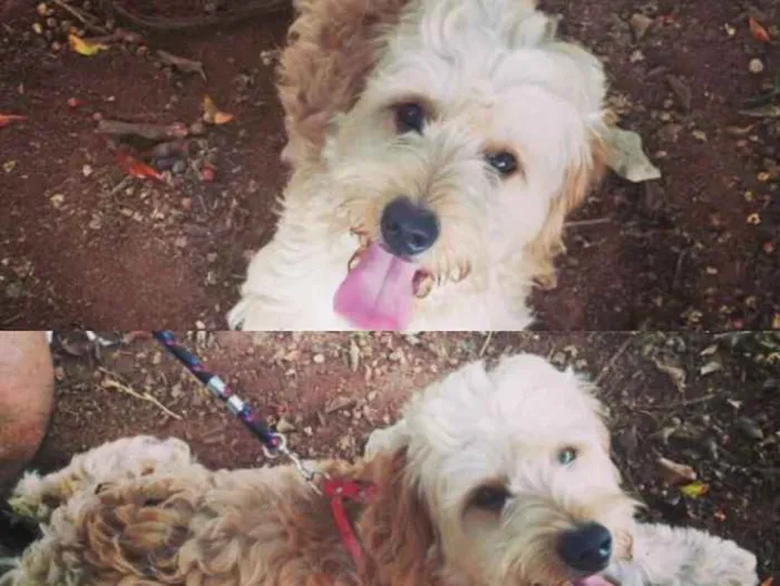 Cachorro ra a Puldo com Cocke idade 3 anos nome Leo