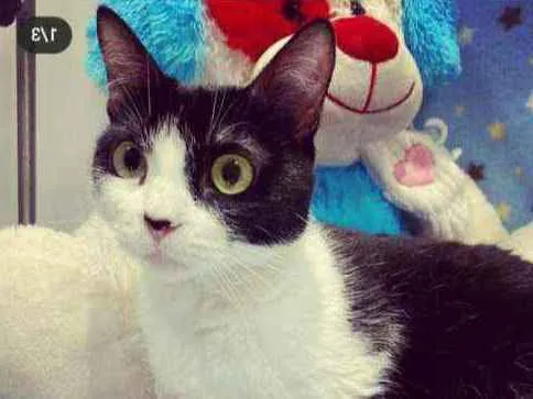 Gato ra a SRD idade 1 ano nome MEL 
