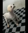 Léo