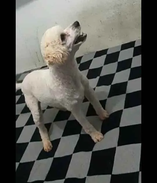 Cachorro ra a Poodle  idade 7 a 11 meses nome Léo