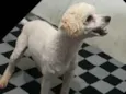 Léo