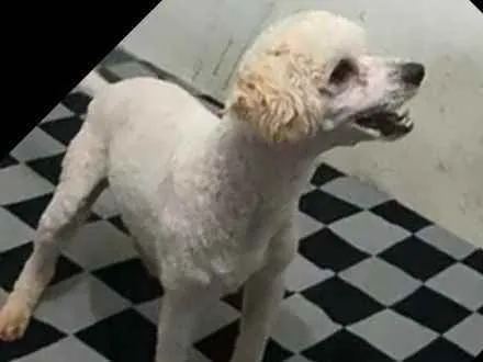 Cachorro ra a Poodle  idade 7 a 11 meses nome Léo