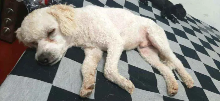 Cachorro ra a Poodle  idade 7 a 11 meses nome Léo