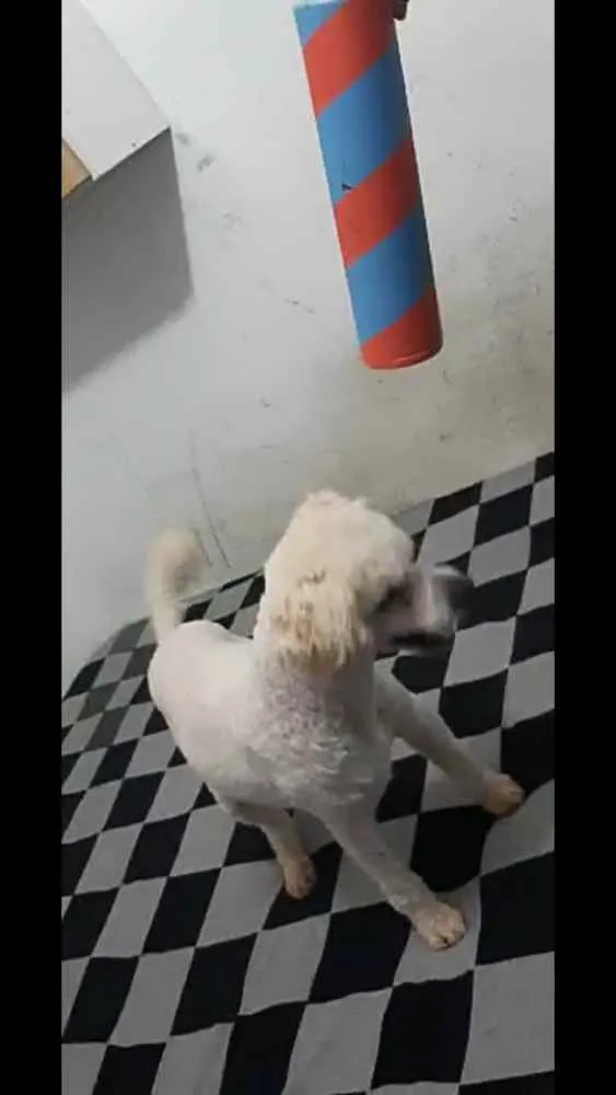 Cachorro ra a Poodle  idade 7 a 11 meses nome Léo
