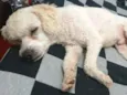 Léo