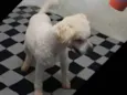 Léo