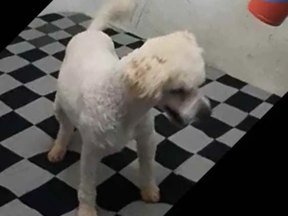Cachorro ra a Poodle  idade 7 a 11 meses nome Léo