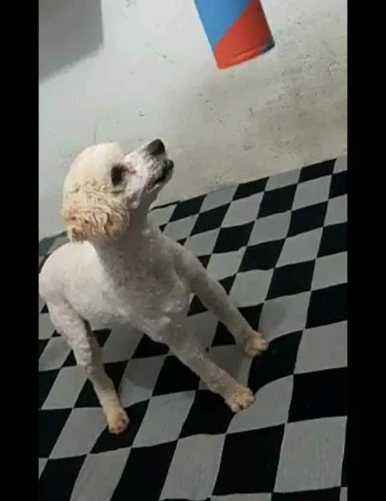 Cachorro ra a Poodle  idade 7 a 11 meses nome Léo