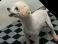 Léo