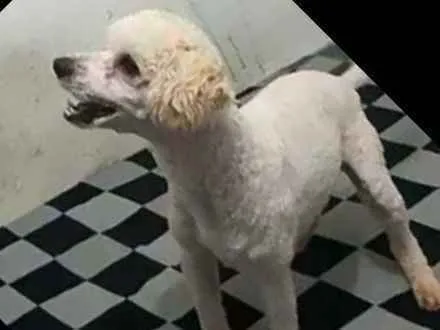 Cachorro ra a Poodle  idade 7 a 11 meses nome Léo