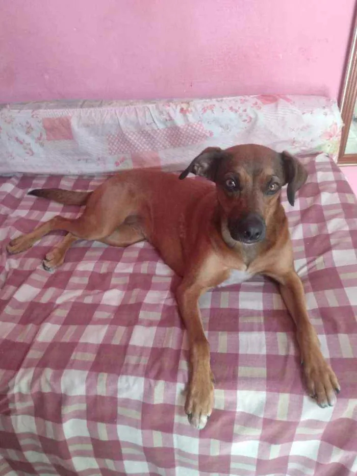Cachorro raça Vira lata idade 1 ano nome Rainha