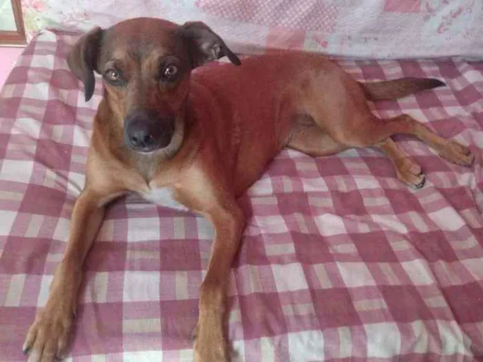 Cachorro raça Vira lata idade 1 ano nome Rainha