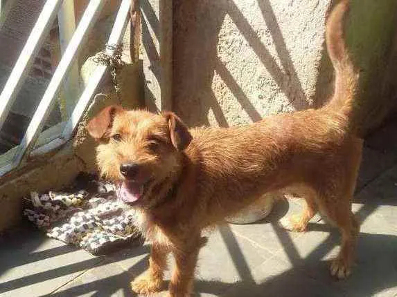Cachorro ra a SRD idade 1 ano nome Nina