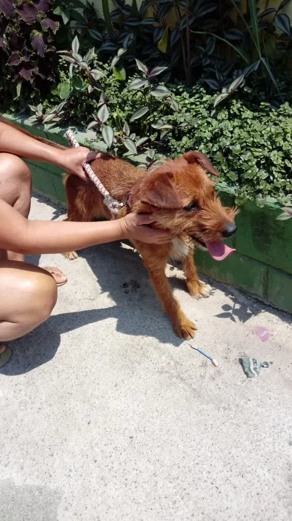 Cachorro ra a SRD idade 1 ano nome Nina