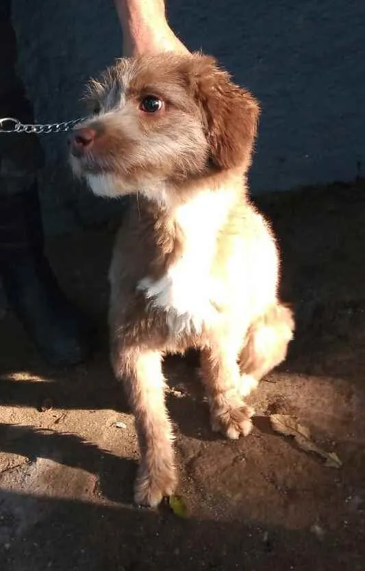 Cachorro ra a  idade 1 ano nome Tony
