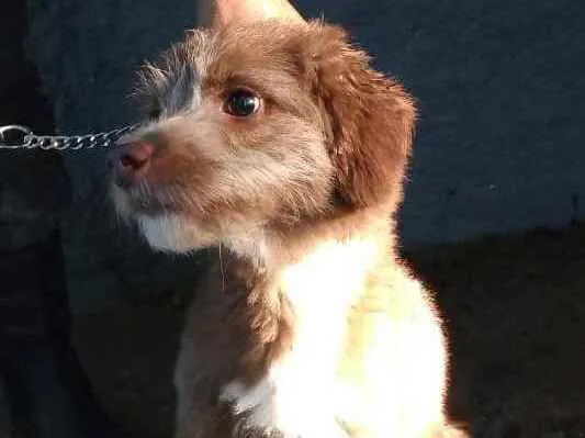 Cachorro ra a  idade 1 ano nome Tony