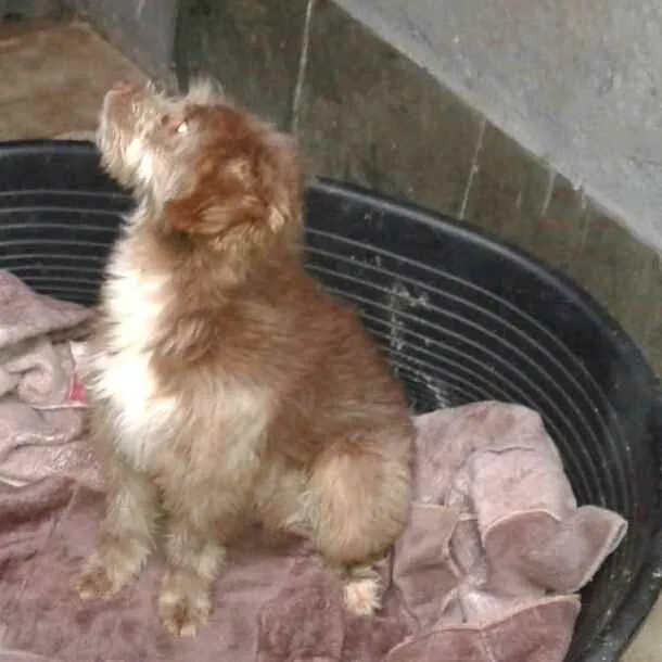Cachorro ra a  idade 1 ano nome Tony
