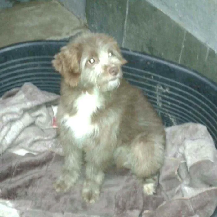 Cachorro ra a  idade 1 ano nome Tony