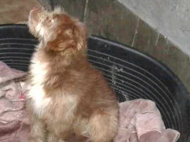 Cachorro ra a  idade 1 ano nome Tony