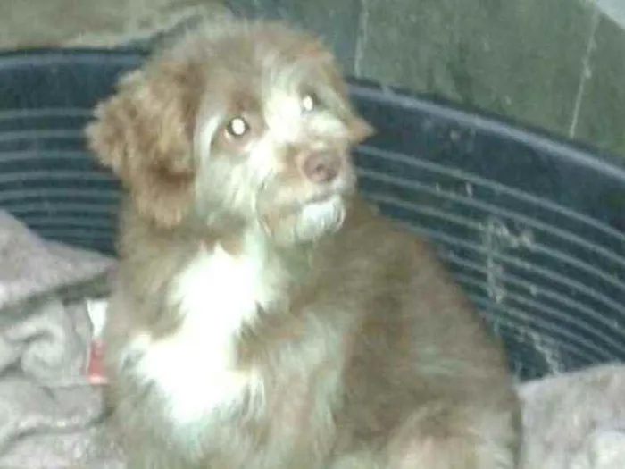 Cachorro ra a  idade 1 ano nome Tony