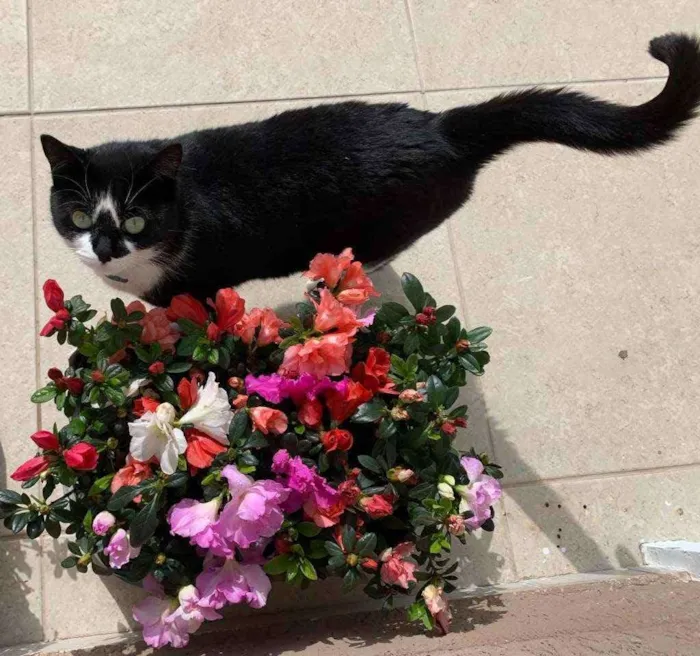 Gato ra a indefinida idade 1 ano nome MARGOTH