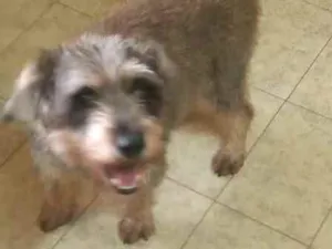 Cachorro raça  idade 3 anos nome Lucky 