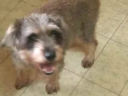 Cachorro ra a  idade 3 anos nome Lucky