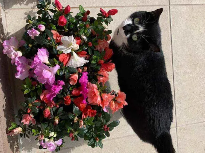 Gato ra a indefinida idade 1 ano nome MARGOTH