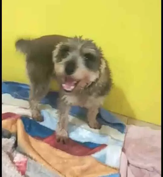 Cachorro ra a  idade 3 anos nome Lucky