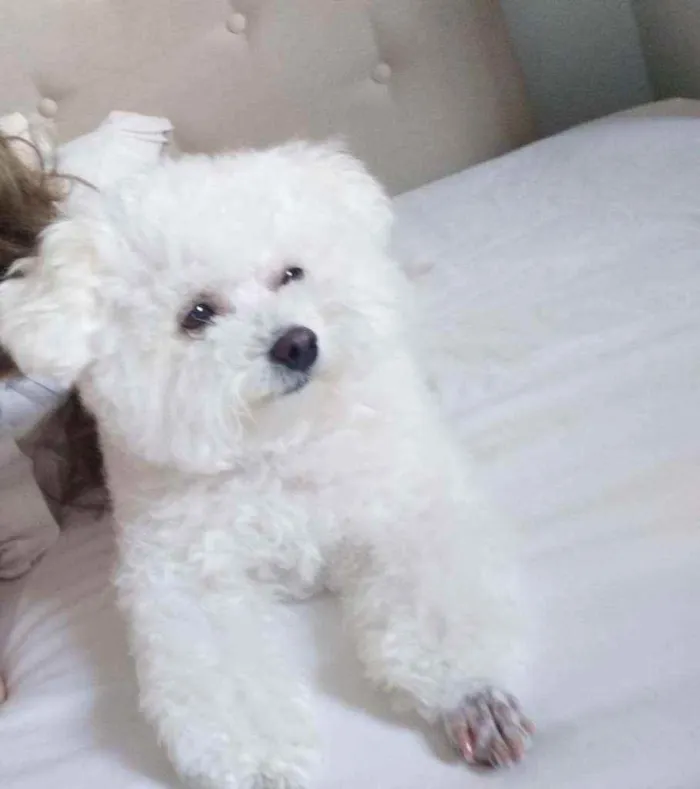 Cachorro ra a Poodle idade 3 anos nome Malu