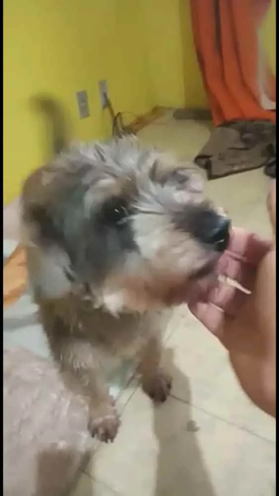 Cachorro ra a  idade 3 anos nome Lucky