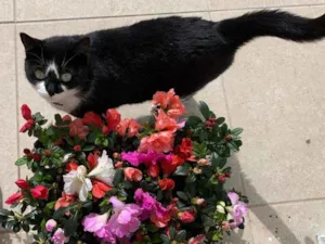 Gato raça indefinida idade 1 ano nome MARGOTH