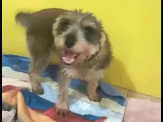 Cachorro ra a  idade 3 anos nome Lucky