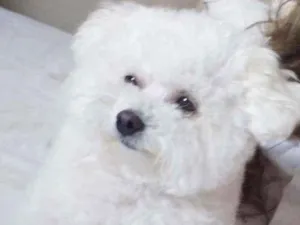 Cachorro raça Poodle idade 3 anos nome Malu