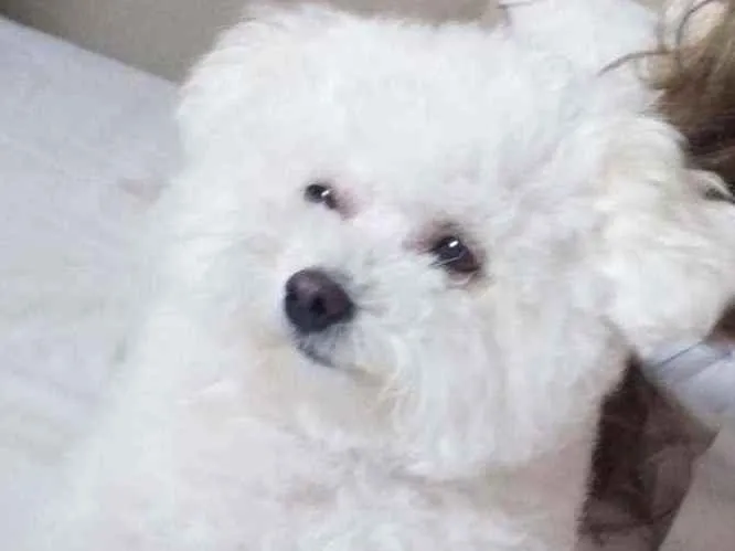 Cachorro ra a Poodle idade 3 anos nome Malu