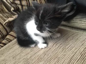 Gato raça Indeterminada idade Abaixo de 2 meses nome Sem nomes